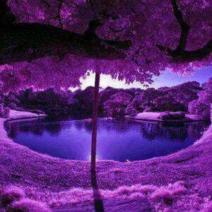 唯爱芳心