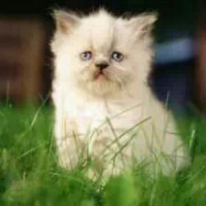 蒲公英忘了约定