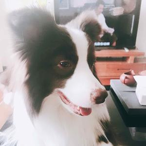 依轩