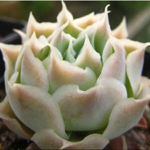 弄花香满衣