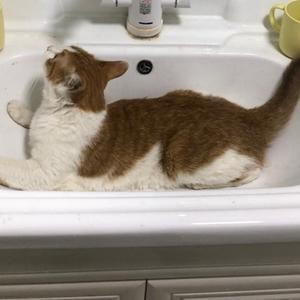 野生的修猫
