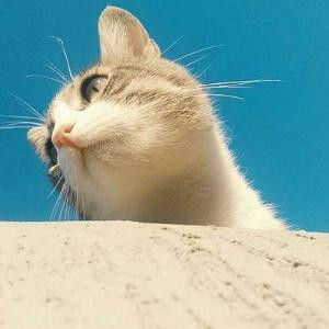 仙人掌上雨初晴