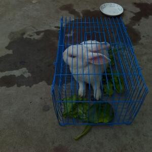 萌萌哒