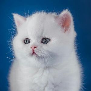 九尾猫