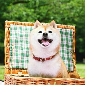 笑狗日记