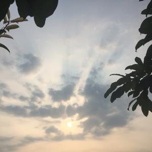 海萍