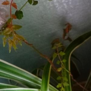 飘逸的雨
