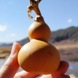 金锡圭璧