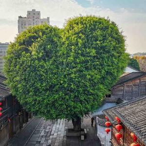 晨迎