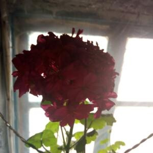 i713786722花