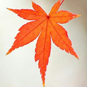 一片叶子