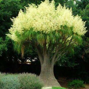 我心芳菲