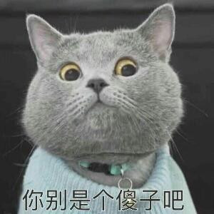 太阳猫