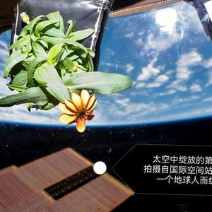 橄榄树