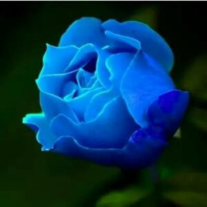 花开花落