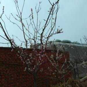 忆想003
