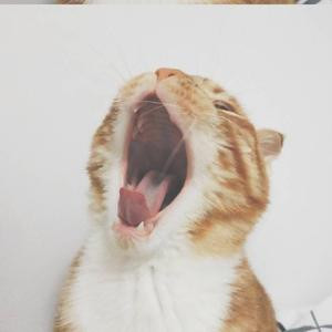 她說