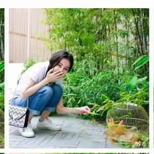 提拉米苏