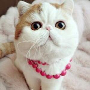 猫尾草