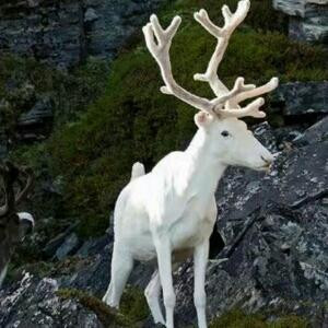 板凳来得更猛烈