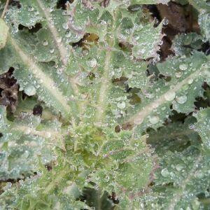 ╭( 爺ｸﾞ半清染半迷醒