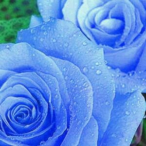 紫翼花诗