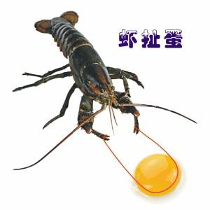书虫虫儿