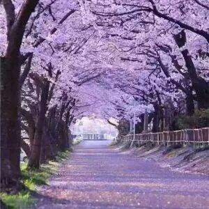 笑颜如曦