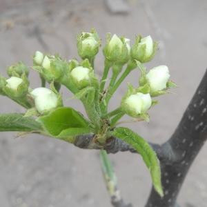 花落绿叶知