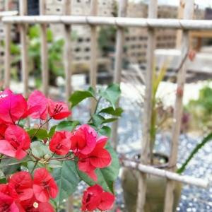 春暖花开