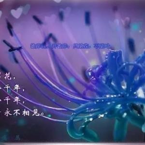 白雪红梅舞轻飏