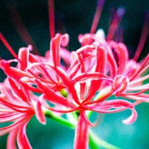 再见花时叶已逝