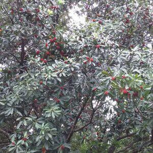 沙滩涂装饰品牌