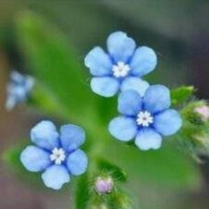 馨馨