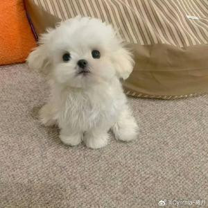 小桃