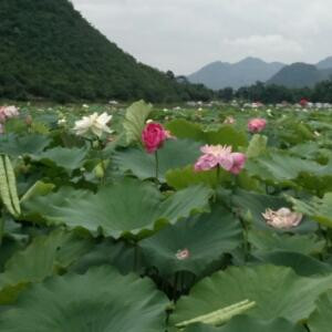 闹仔00