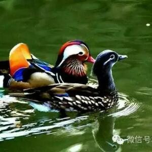 江南水乡三月