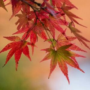 梦野