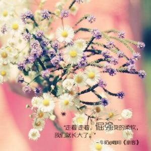 紫鸢尾