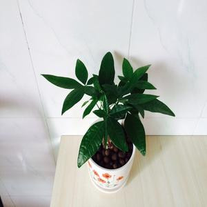 王子
