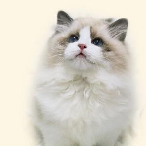 小芊儿