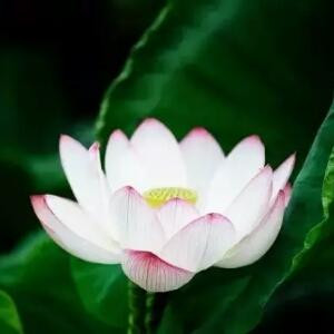简心