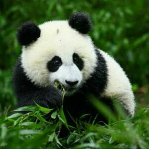愚蠢的熊猫