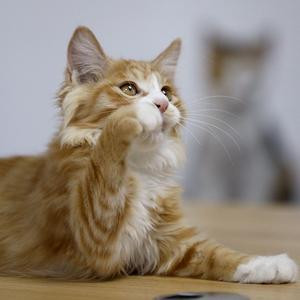 几盏秋灯夜读书