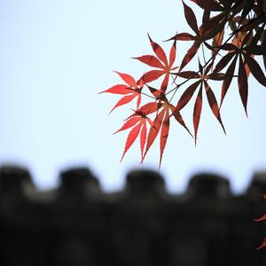 月上桃花