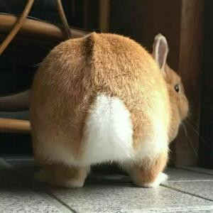 茼蒿精