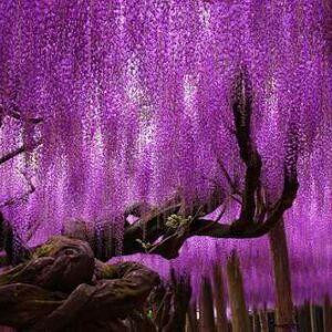 樱花落