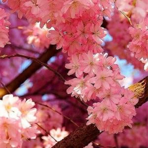 逍遥天下