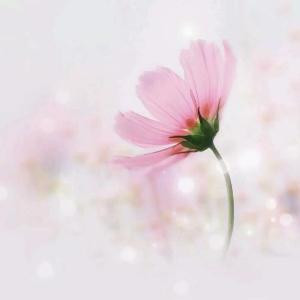 微微一笑很倾城