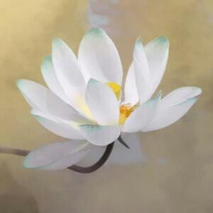 风吹落花